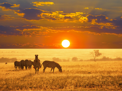 Wildlife Adventure Destinations