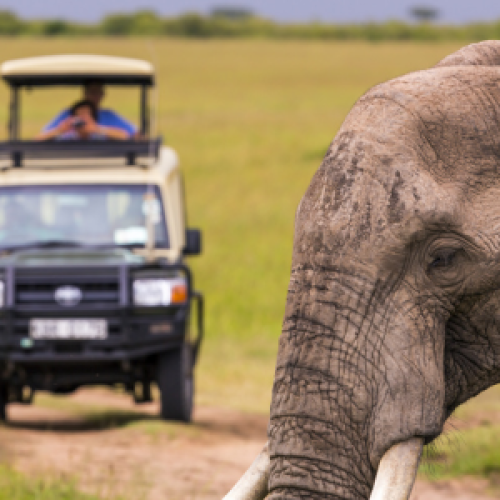 Wildlife Adventure Destinations